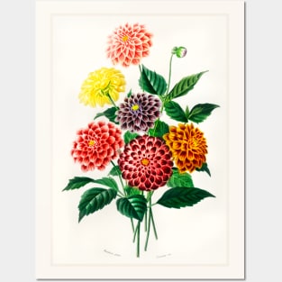 Dahlia Posters and Art